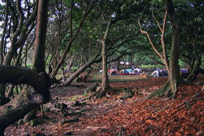 The campsite at Waianapanapa State Park, Maui