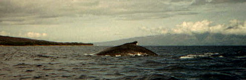 The tail is all that's left.